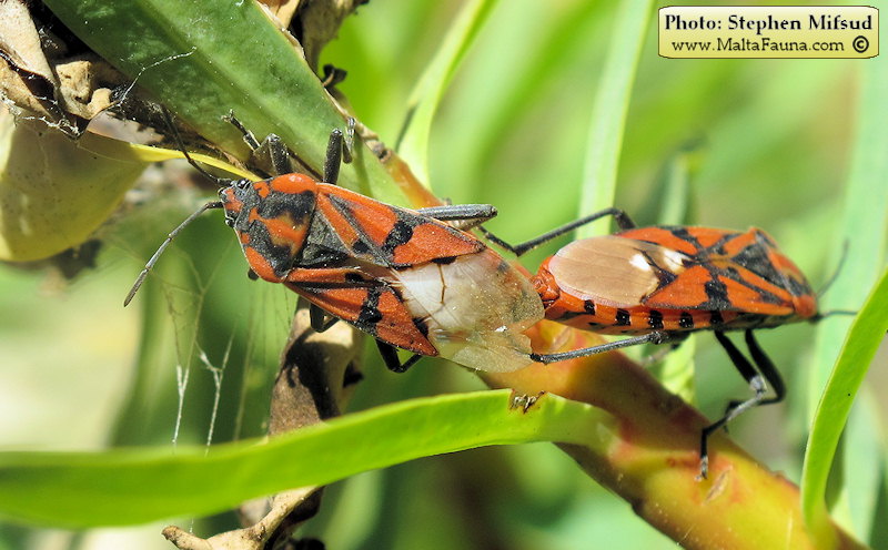 Spilostethus pandurus (Soldier Bug). This page is part of www.MaltaWildPlants.com website by Stephen Mifsud, Malta