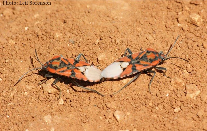Spilostethus pandurus (Soldier Bug). This page is part of www.MaltaWildPlants.com website by Stephen Mifsud, Malta