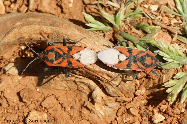 Spilostethus pandurus (Soldier Bug). This page is part of www.MaltaWildPlants.com website by Stephen Mifsud, Malta