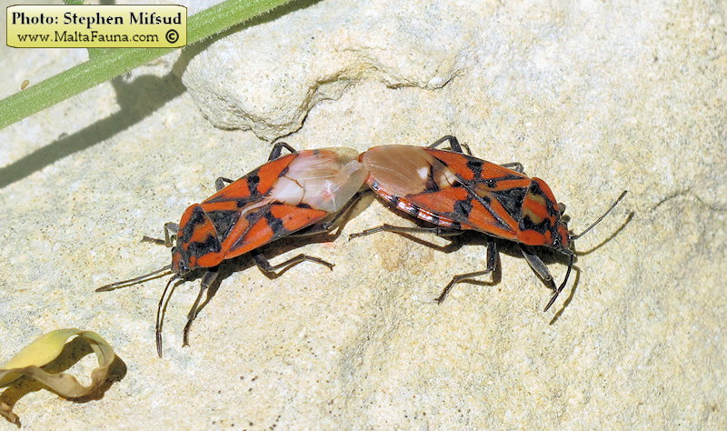 Spilostethus pandurus (Soldier Bug). This page is part of www.MaltaWildPlants.com website by Stephen Mifsud, Malta