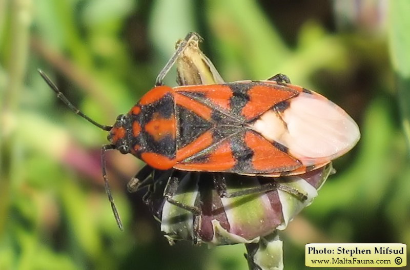 Spilostethus pandurus (Soldier Bug). This page is part of www.MaltaWildPlants.com website by Stephen Mifsud, Malta