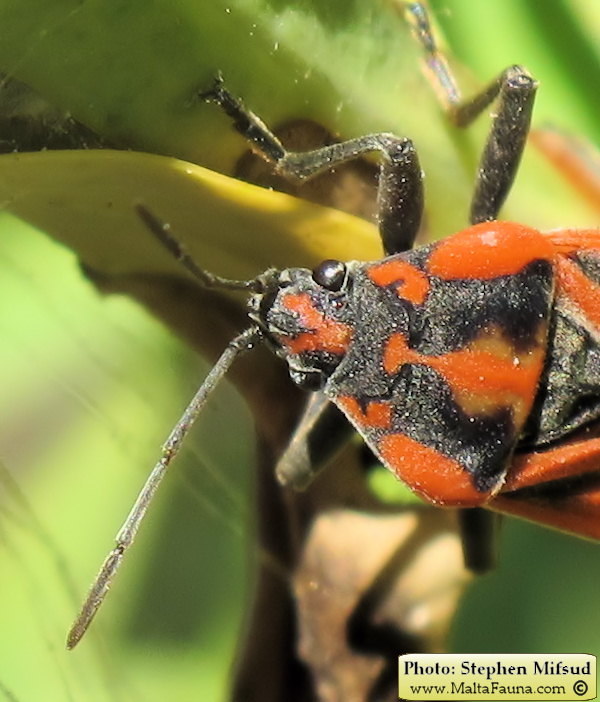 Spilostethus pandurus (Soldier Bug). This page is part of www.MaltaWildPlants.com website by Stephen Mifsud, Malta