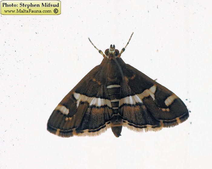 Spoladea recurvalis (Hawaiian Beet webworm ). This page is part of www.MaltaWildPlants.com website by Stephen Mifsud, Malta