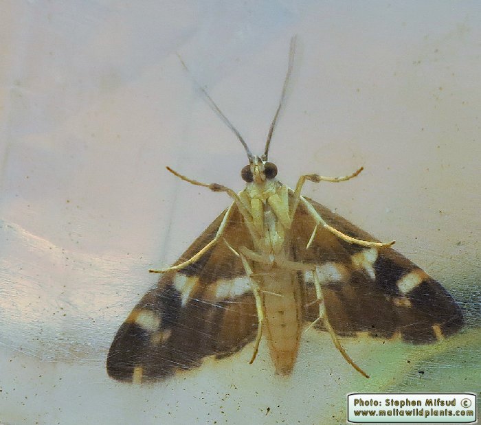 Spoladea recurvalis (Hawaiian Beet webworm ). This page is part of www.MaltaWildPlants.com website by Stephen Mifsud, Malta