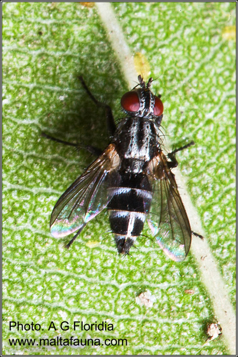 Stevenia deceptoria (Grizzled Woodlouse-Fly). This page is part of www.MaltaWildPlants.com website by Stephen Mifsud, Malta