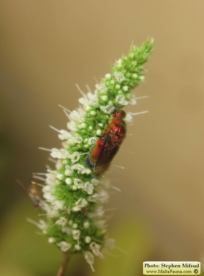 Stilbum cyanurum (Large cuckoo wasp). This page is part of www.MaltaWildPlants.com website by Stephen Mifsud, Malta