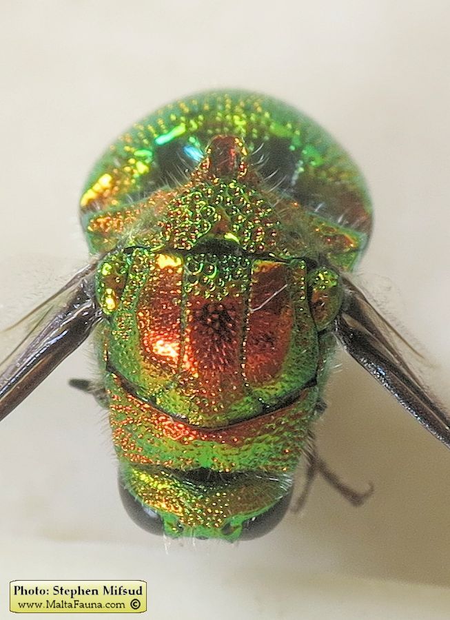 Stilbum cyanurum (Large cuckoo wasp). This page is part of www.MaltaWildPlants.com website by Stephen Mifsud, Malta