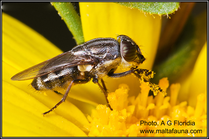 Stomorhina lunata (English name not known). This page is part of www.MaltaWildPlants.com website by Stephen Mifsud, Malta