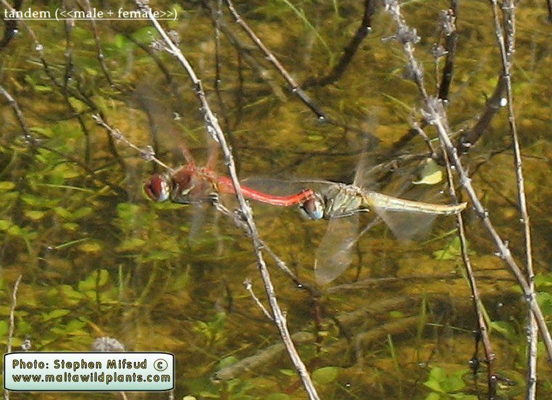 Sympetrum fonscolombii (Red-veined darter). This page is part of www.MaltaWildPlants.com website by Stephen Mifsud, Malta