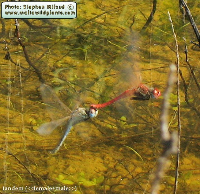 Sympetrum fonscolombii (Red-veined darter). This page is part of www.MaltaWildPlants.com website by Stephen Mifsud, Malta