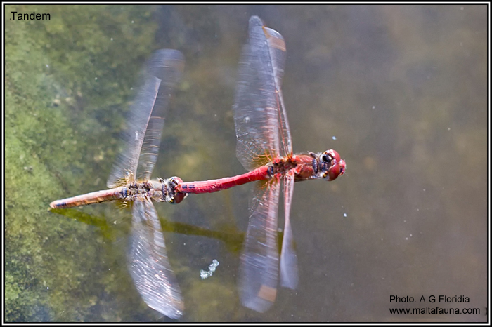 Sympetrum fonscolombii (Red-veined darter). This page is part of www.MaltaWildPlants.com website by Stephen Mifsud, Malta