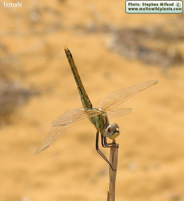 Sympetrum fonscolombii (Red-veined darter). This page is part of www.MaltaWildPlants.com website by Stephen Mifsud, Malta
