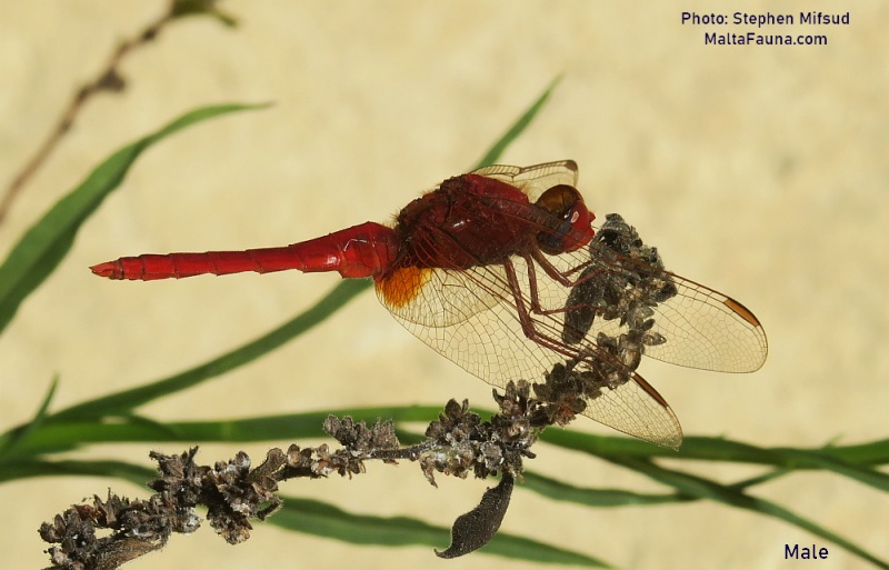 Sympetrum fonscolombii (Red-veined darter). This page is part of www.MaltaWildPlants.com website by Stephen Mifsud, Malta