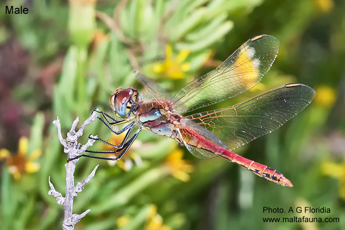 Sympetrum fonscolombii (Red-veined darter). This page is part of www.MaltaWildPlants.com website by Stephen Mifsud, Malta