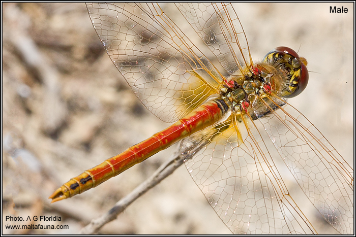 Sympetrum fonscolombii (Red-veined darter). This page is part of www.MaltaWildPlants.com website by Stephen Mifsud, Malta