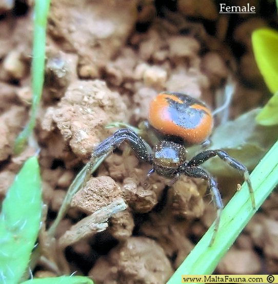 Synema globosum (Napoleon Spider). This page is part of www.MaltaWildPlants.com website by Stephen Mifsud, Malta