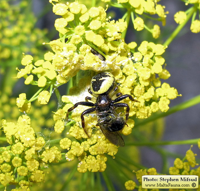 Synema globosum (Napoleon Spider). This page is part of www.MaltaWildPlants.com website by Stephen Mifsud, Malta