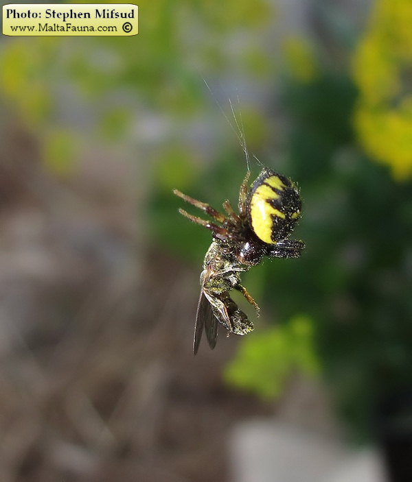 Synema globosum (Napoleon Spider). This page is part of www.MaltaWildPlants.com website by Stephen Mifsud, Malta