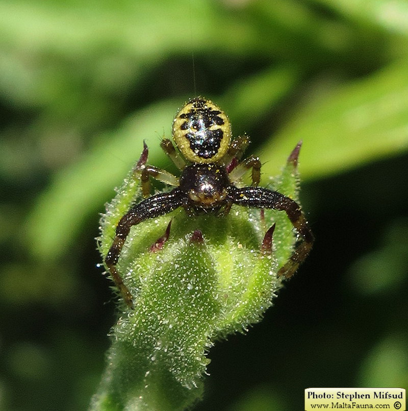 Synema globosum (Napoleon Spider). This page is part of www.MaltaWildPlants.com website by Stephen Mifsud, Malta