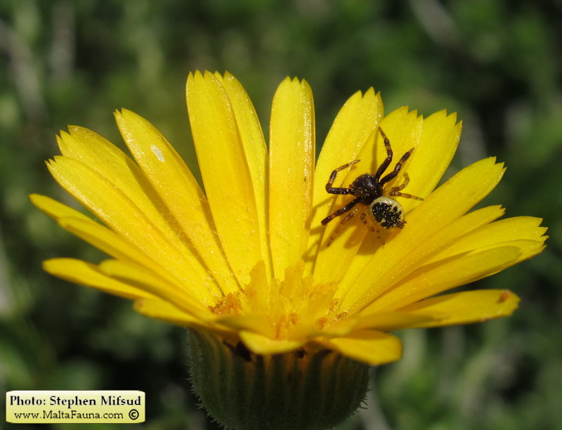 Synema globosum (Napoleon Spider). This page is part of www.MaltaWildPlants.com website by Stephen Mifsud, Malta