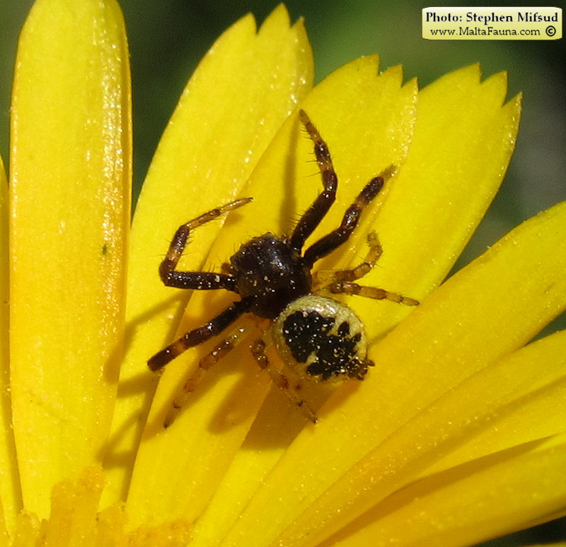 Synema globosum (Napoleon Spider). This page is part of www.MaltaWildPlants.com website by Stephen Mifsud, Malta