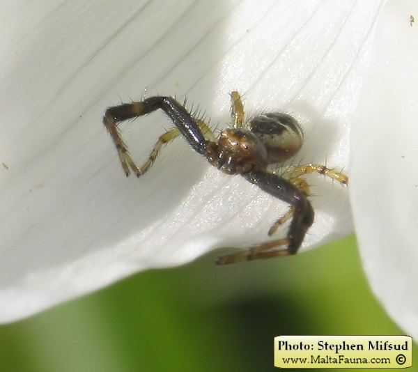 Synema globosum (Napoleon Spider). This page is part of www.MaltaWildPlants.com website by Stephen Mifsud, Malta