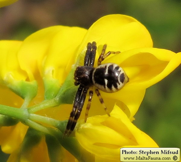 Synema globosum (Napoleon Spider). This page is part of www.MaltaWildPlants.com website by Stephen Mifsud, Malta