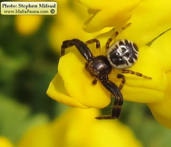 Synema globosum (Napoleon Spider). This page is part of www.MaltaWildPlants.com website by Stephen Mifsud, Malta