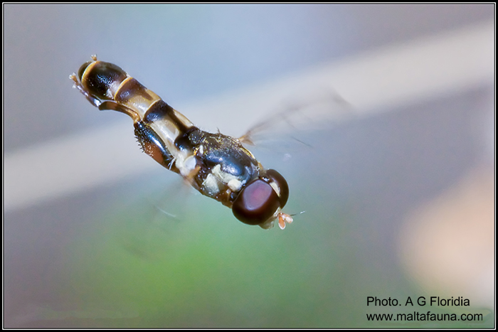 Syritta pipiens (Slender Hoverfly). This page is part of www.MaltaWildPlants.com website by Stephen Mifsud, Malta