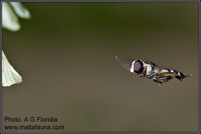 Syritta pipiens (Slender Hoverfly). This page is part of www.MaltaWildPlants.com website by Stephen Mifsud, Malta