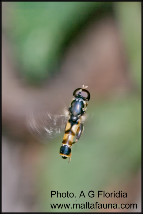 Syritta pipiens (Slender Hoverfly). This page is part of www.MaltaWildPlants.com website by Stephen Mifsud, Malta