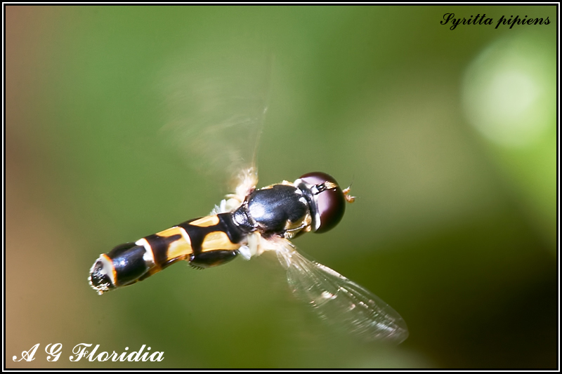 Syritta pipiens (Slender Hoverfly). This page is part of www.MaltaWildPlants.com website by Stephen Mifsud, Malta