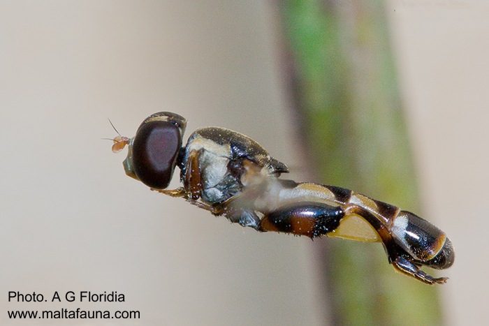 Syritta pipiens (Slender Hoverfly). This page is part of www.MaltaWildPlants.com website by Stephen Mifsud, Malta