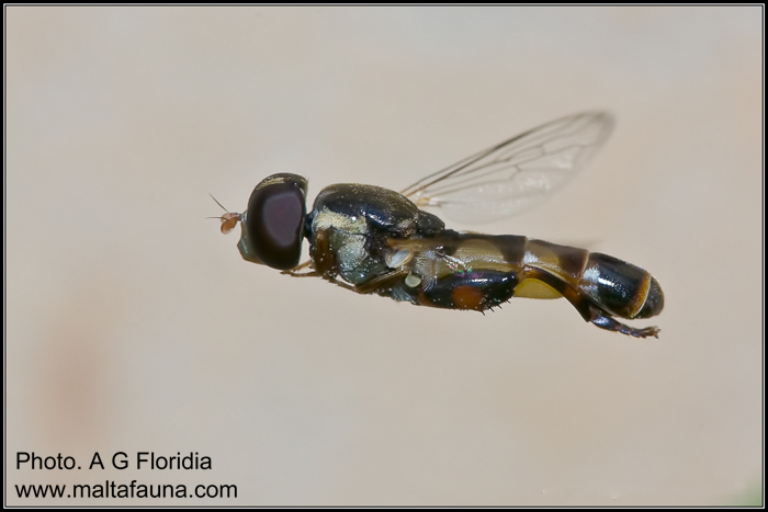 Syritta pipiens (Slender Hoverfly). This page is part of www.MaltaWildPlants.com website by Stephen Mifsud, Malta