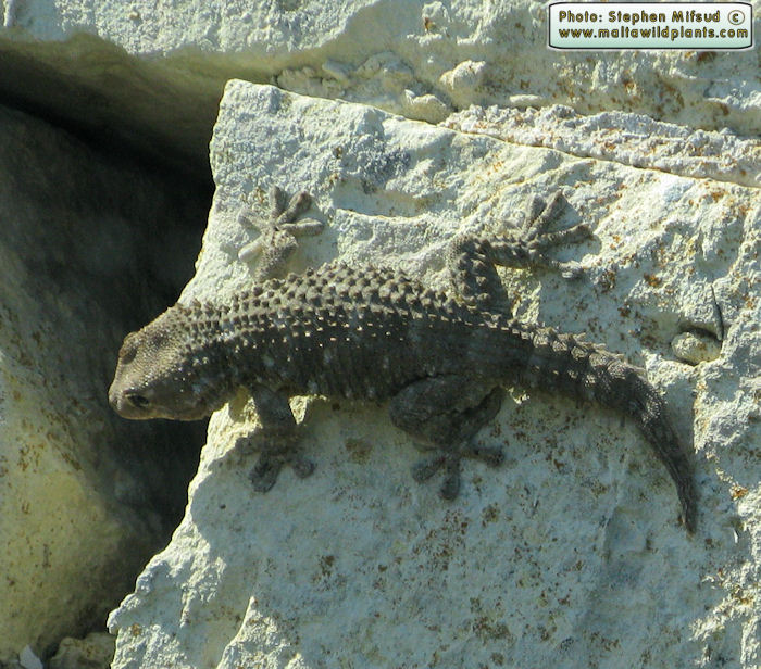 Tarentola mauritanica (Moorish Wall Gecko). This page is part of www.MaltaWildPlants.com website by Stephen Mifsud, Malta