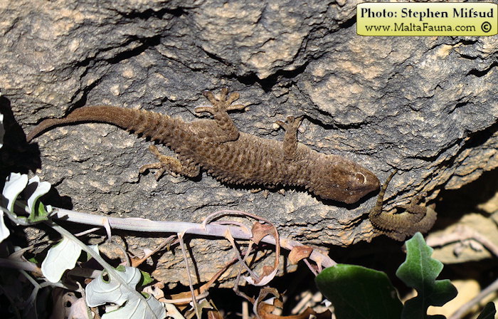 Tarentola mauritanica (Moorish Wall Gecko). This page is part of www.MaltaWildPlants.com website by Stephen Mifsud, Malta