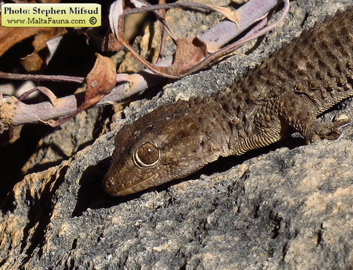 Tarentola mauritanica (Moorish Wall Gecko). This page is part of www.MaltaWildPlants.com website by Stephen Mifsud, Malta