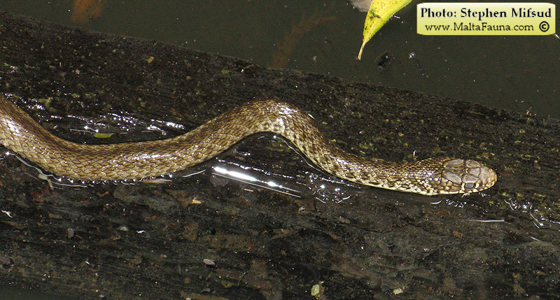Telescopus fallax (European Cat Snake). This page is part of www.MaltaWildPlants.com website by Stephen Mifsud, Malta