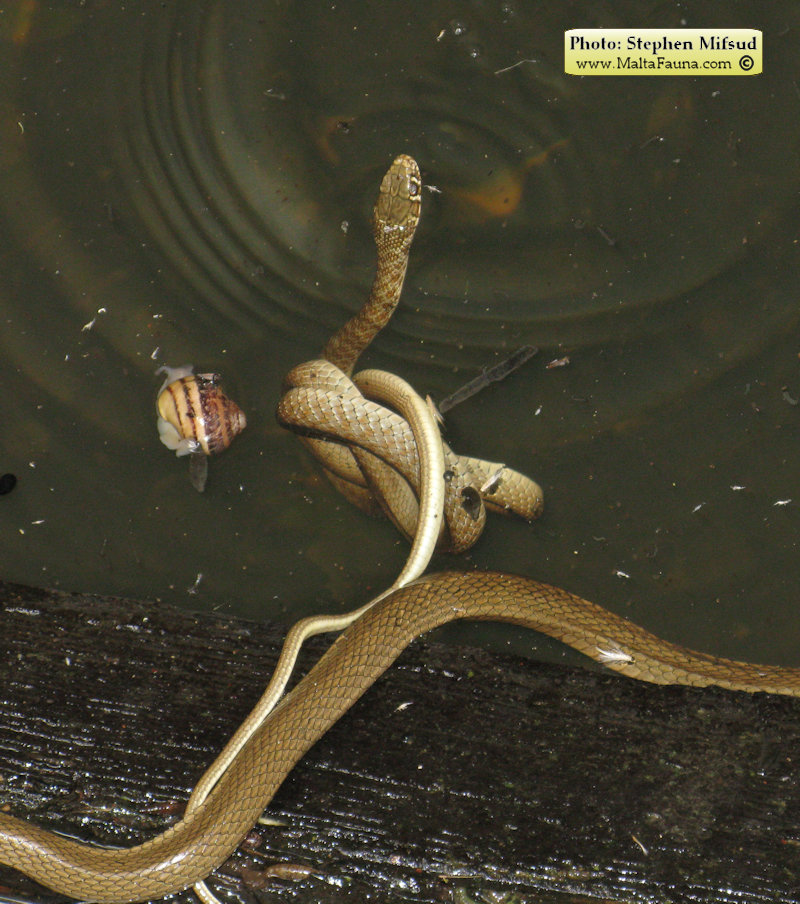 Telescopus fallax (European Cat Snake). This page is part of www.MaltaWildPlants.com website by Stephen Mifsud, Malta