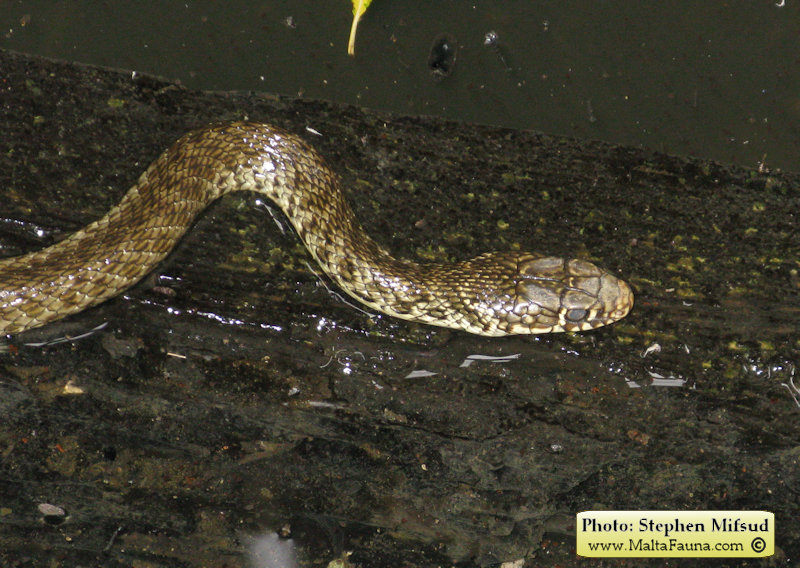 Telescopus fallax (European Cat Snake). This page is part of www.MaltaWildPlants.com website by Stephen Mifsud, Malta