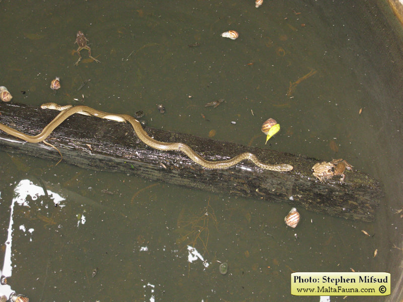 Telescopus fallax (European Cat Snake). This page is part of www.MaltaWildPlants.com website by Stephen Mifsud, Malta