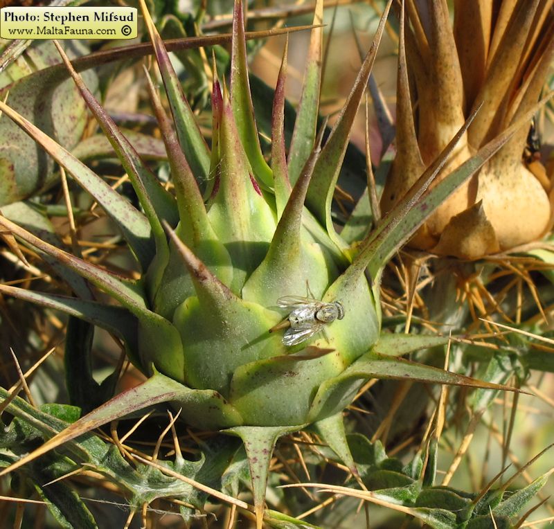 Terellia longicauda (English name not known). This page is part of www.MaltaWildPlants.com website by Stephen Mifsud, Malta