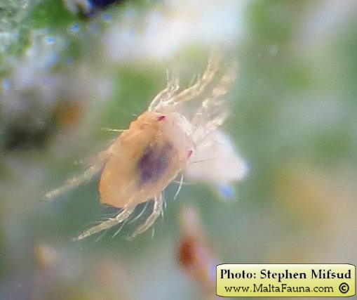 Tetranychus urticae (Two-spotted spider mite). This page is part of www.MaltaWildPlants.com website by Stephen Mifsud, Malta