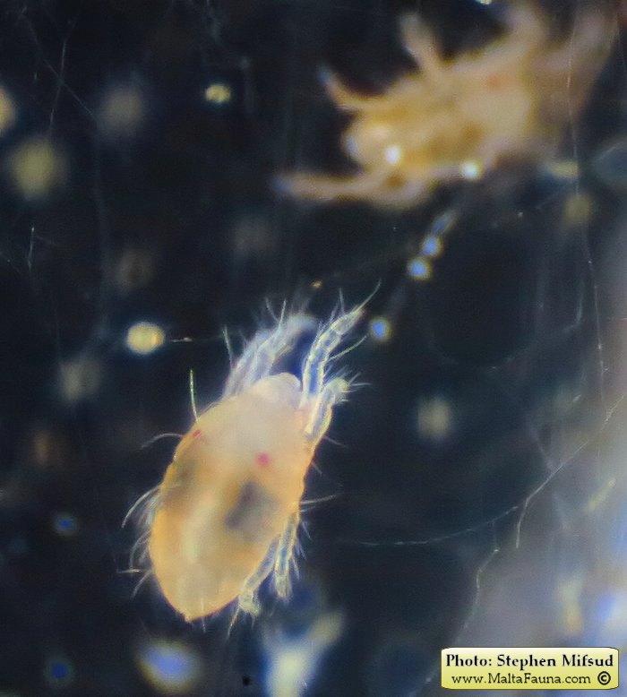 Tetranychus urticae (Two-spotted spider mite). This page is part of www.MaltaWildPlants.com website by Stephen Mifsud, Malta