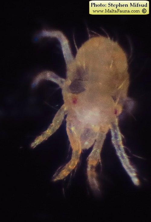 Tetranychus urticae (Two-spotted spider mite). This page is part of www.MaltaWildPlants.com website by Stephen Mifsud, Malta