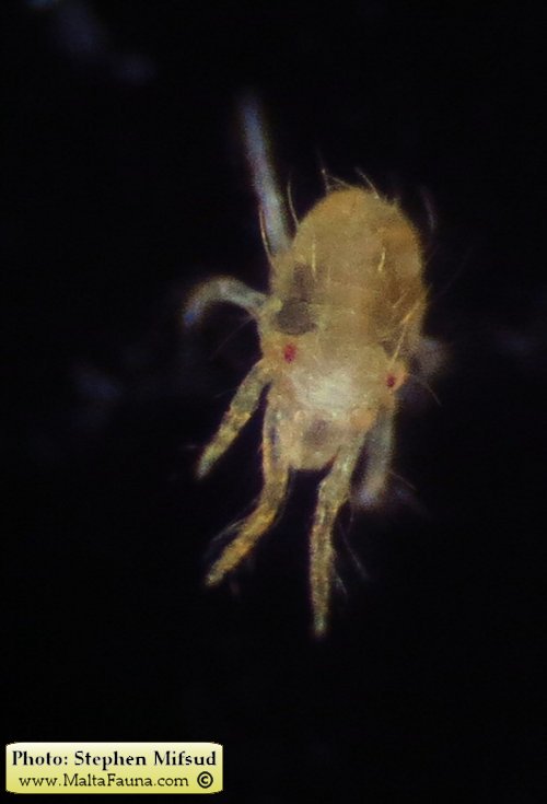 Tetranychus urticae (Two-spotted spider mite). This page is part of www.MaltaWildPlants.com website by Stephen Mifsud, Malta