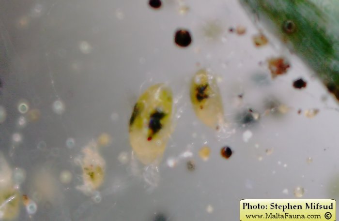 Tetranychus urticae (Two-spotted spider mite). This page is part of www.MaltaWildPlants.com website by Stephen Mifsud, Malta