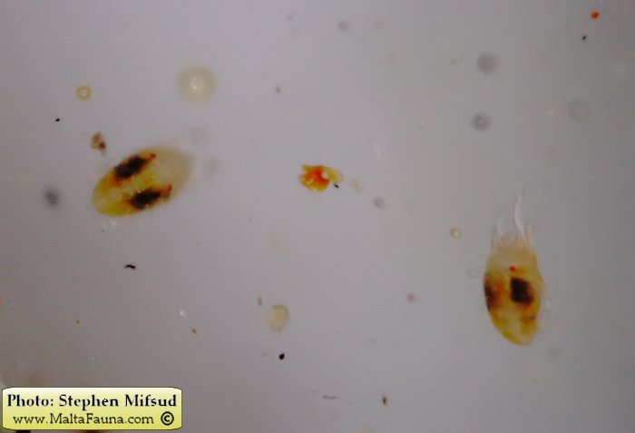 Tetranychus urticae (Two-spotted spider mite). This page is part of www.MaltaWildPlants.com website by Stephen Mifsud, Malta