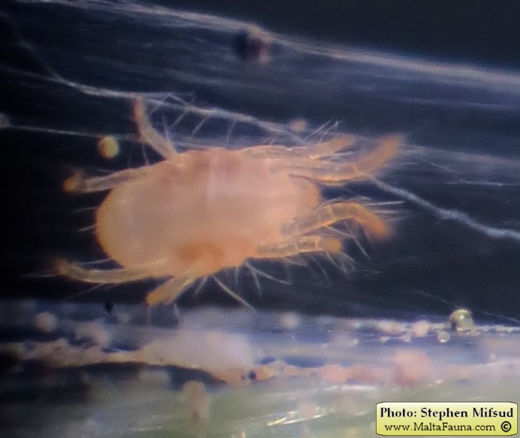 Tetranychus urticae (Two-spotted spider mite). This page is part of www.MaltaWildPlants.com website by Stephen Mifsud, Malta