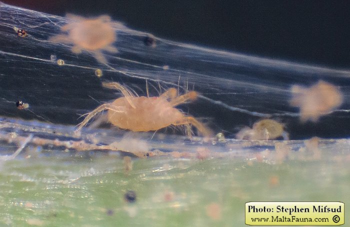Tetranychus urticae (Two-spotted spider mite). This page is part of www.MaltaWildPlants.com website by Stephen Mifsud, Malta